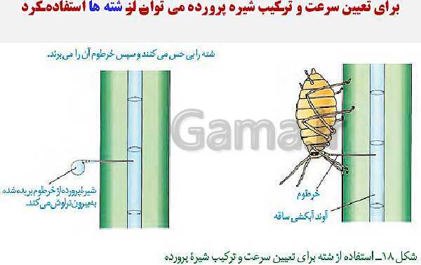 پاورپوینت زیست شناسی (1) دهم تجربی | فصل 7: جذب و انتقال مواد در گیاهان (گفتار 1 تا 3)- پیش نمایش