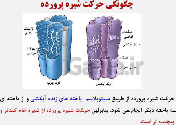 پاورپوینت زیست شناسی (1) دهم تجربی | فصل 7: جذب و انتقال مواد در گیاهان (گفتار 1 تا 3)- پیش نمایش