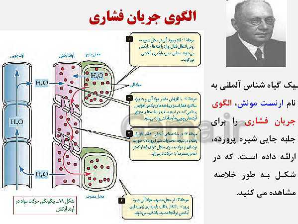 پاورپوینت زیست شناسی (1) دهم تجربی | فصل 7: جذب و انتقال مواد در گیاهان (گفتار 1 تا 3)- پیش نمایش