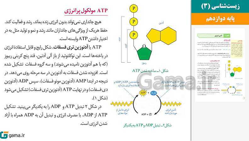 پاورپوینت کتاب محور ویژه تدریس مجازی زیست شناسی (3) دوازدهم تجربی | فصل 1 تا 8- پیش نمایش