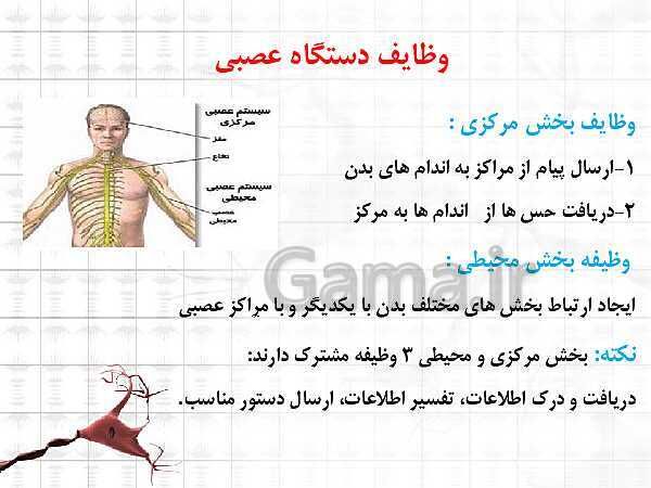 پاورپوینت تدریس مجازی فصل 4: تنظیم عصبی- پیش نمایش