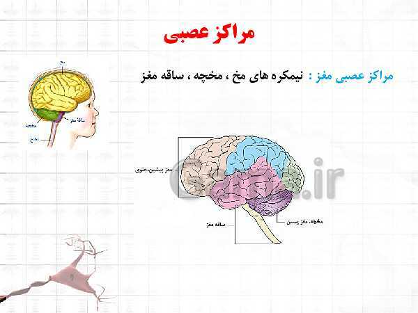 پاورپوینت تدریس مجازی فصل 4: تنظیم عصبی- پیش نمایش