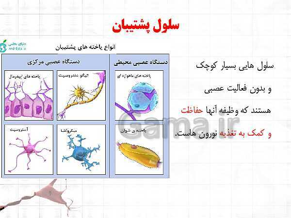 پاورپوینت تدریس مجازی فصل 4: تنظیم عصبی- پیش نمایش