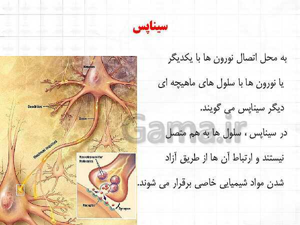 پاورپوینت تدریس مجازی فصل 4: تنظیم عصبی- پیش نمایش