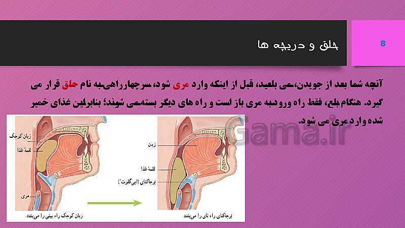 پاورپوینت کنفرانس علوم تجربی هفتم | فصل 13: سفر غذا- پیش نمایش