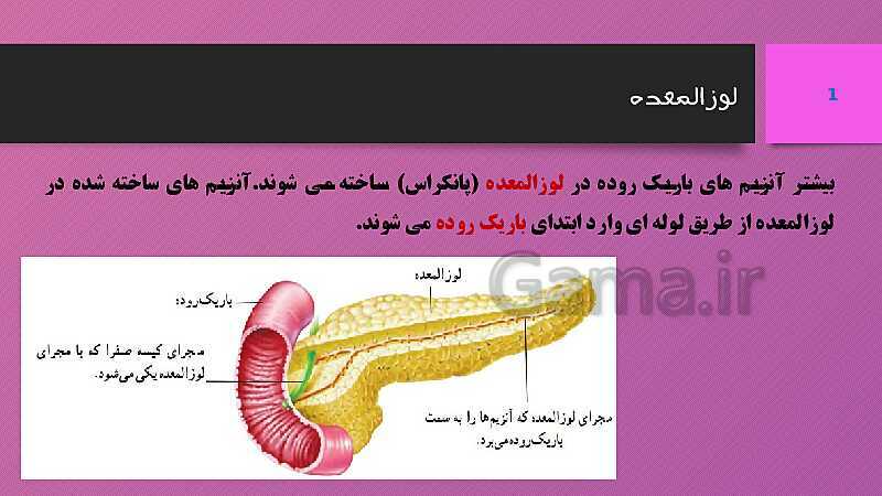 پاورپوینت کنفرانس علوم تجربی هفتم | فصل 13: سفر غذا- پیش نمایش