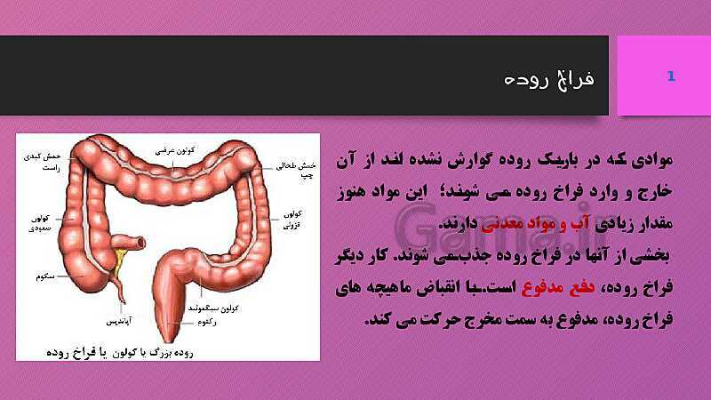 پاورپوینت کنفرانس علوم تجربی هفتم | فصل 13: سفر غذا- پیش نمایش