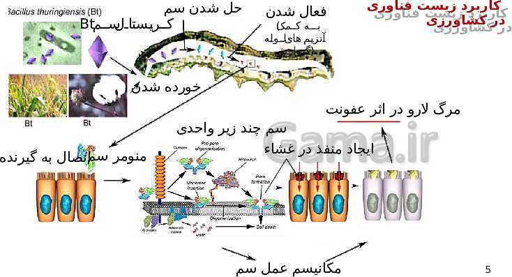 پاورپوینت گفتار 3 از فصل هفتم زیست شناسی دوازدهم تجربی | کاربردهای زیست فناوری- پیش نمایش