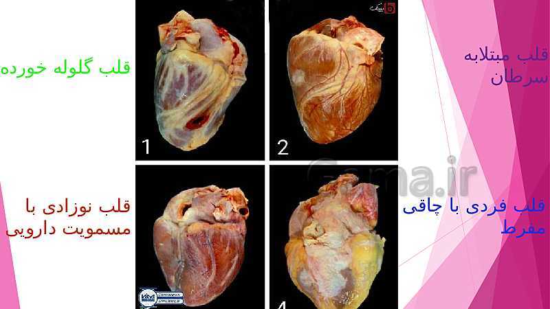 پاورپوینت کنفرانس علوم هفتم | آناتومی قلب و نقش آن در بدن- پیش نمایش