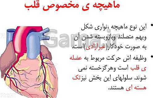 پاورپوینت علوم تجربی پنجم دبستان | درس 5: حرکت بدن- پیش نمایش