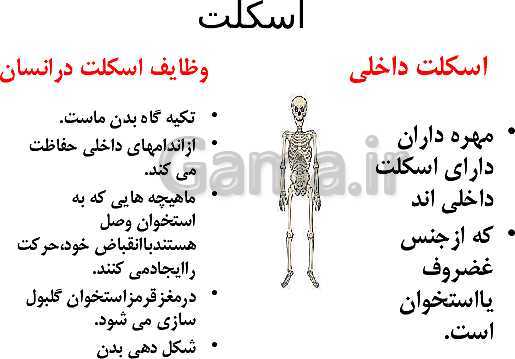 پاورپوینت علوم تجربی پنجم دبستان | درس 5: حرکت بدن- پیش نمایش