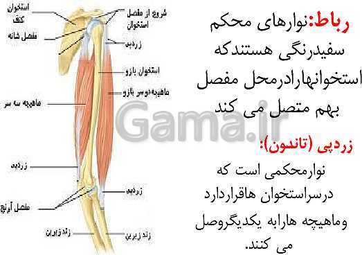 پاورپوینت علوم تجربی پنجم دبستان | درس 5: حرکت بدن- پیش نمایش