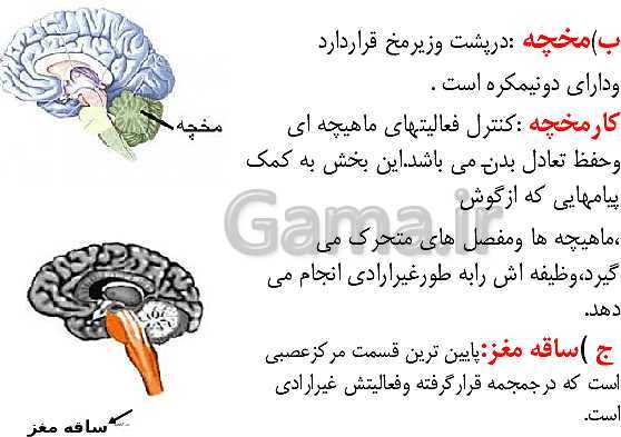 پاورپوینت علوم تجربی پنجم دبستان | درس 5: حرکت بدن- پیش نمایش