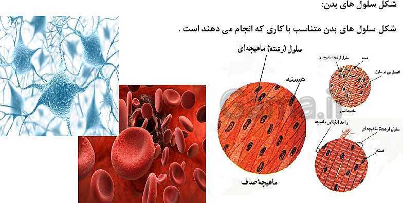 پاورپوینت علوم تجربی ششم دبستان | درس 10: خیلی کوچک، خیلی بزرگ- پیش نمایش