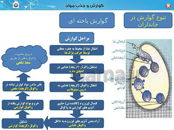 پاورپوینت تدریس زیست شناسی (1) دهم تجربی | فصل 2: گوارش و جذب مواد (گفتار 3)- پیش نمایش