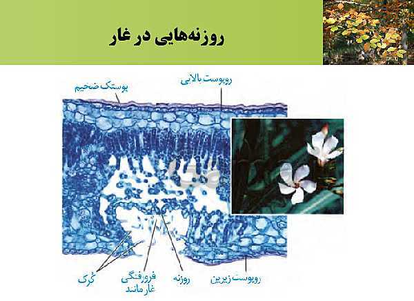 پاورپوینت فصل 6 زیست شناسی (1) دهم تجربی | گفتار 3: ساختار گیاهان- پیش نمایش