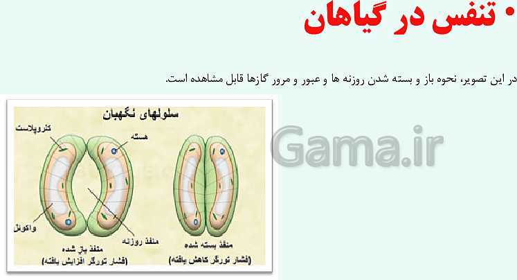 پاورپوینت آموزش درس 12 علوم تجربی پنجم دبستان | از ریشه تا برگ- پیش نمایش