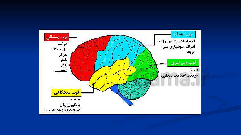 پاورپوینت علوم هشتم  | فصل 4: تنظیم عصبی- پیش نمایش