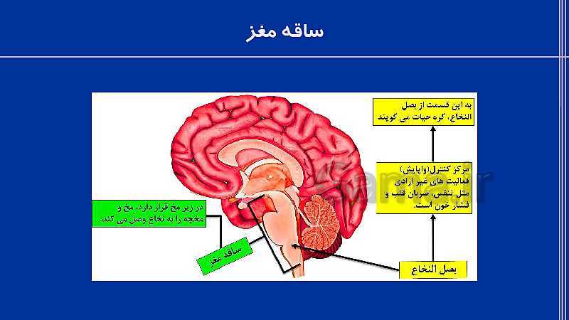 پاورپوینت علوم هشتم  | فصل 4: تنظیم عصبی- پیش نمایش