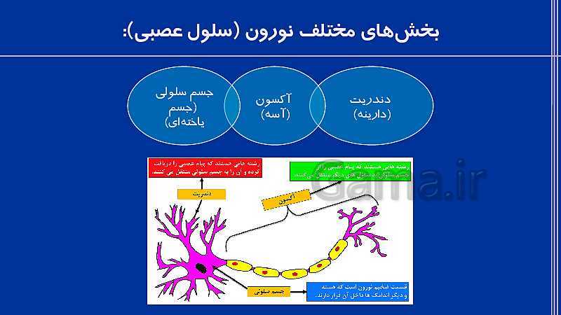 پاورپوینت علوم هشتم  | فصل 4: تنظیم عصبی- پیش نمایش