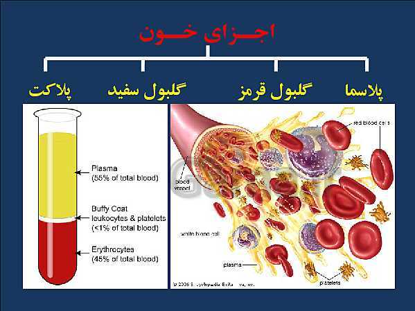 پاورپوینت علوم تجربی هفتم | اجزای خون، گروههای خونی و ایمنی- پیش نمایش