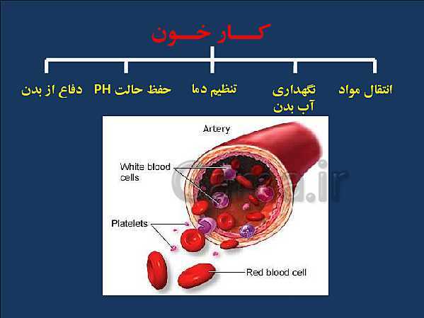 پاورپوینت علوم تجربی هفتم | اجزای خون، گروههای خونی و ایمنی- پیش نمایش