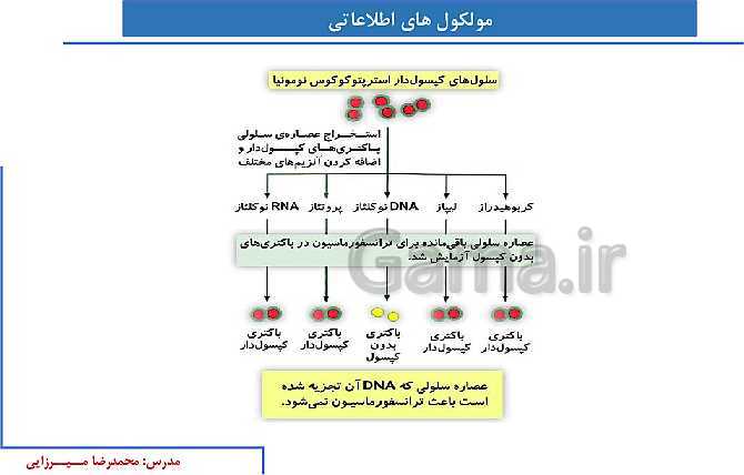 پاورپوینت آموزش صفحه 1 تا 8 زیست شناسی دوازدهم | نوکلئیک اسیدها- پیش نمایش