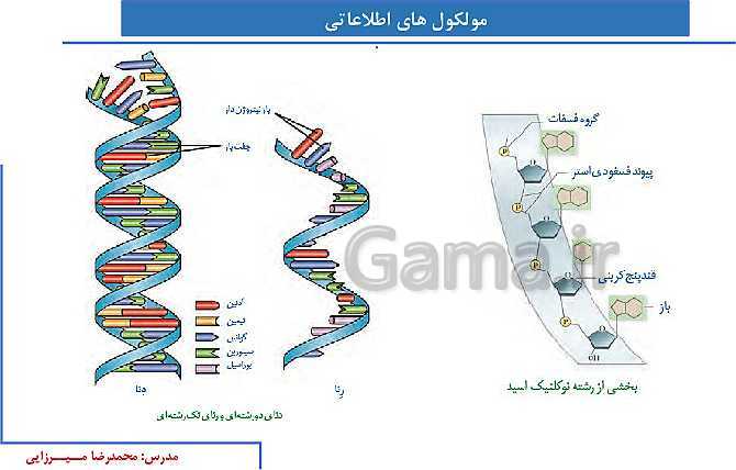 پاورپوینت آموزش صفحه 1 تا 8 زیست شناسی دوازدهم | نوکلئیک اسیدها- پیش نمایش