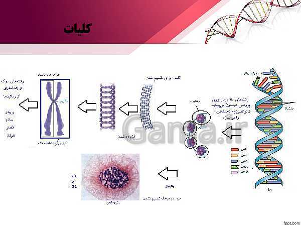 پاورپوینت تدریس زیست شناسی (2) یازدهم تجربی | فصل 6: تقسیم یاخته (گفتار 1: کروموزوم)- پیش نمایش