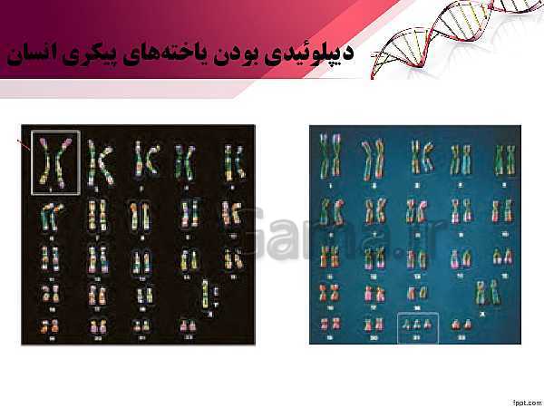 پاورپوینت تدریس زیست شناسی (2) یازدهم تجربی | فصل 6: تقسیم یاخته (گفتار 1: کروموزوم)- پیش نمایش