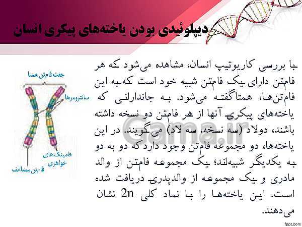 پاورپوینت تدریس زیست شناسی (2) یازدهم تجربی | فصل 6: تقسیم یاخته (گفتار 1: کروموزوم)- پیش نمایش