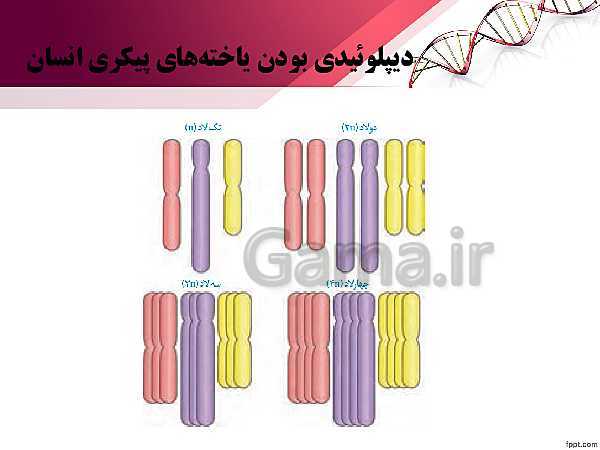 پاورپوینت تدریس زیست شناسی (2) یازدهم تجربی | فصل 6: تقسیم یاخته (گفتار 1: کروموزوم)- پیش نمایش