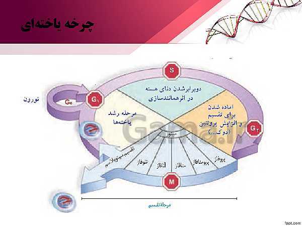 پاورپوینت تدریس زیست شناسی (2) یازدهم تجربی | فصل 6: تقسیم یاخته (گفتار 1: کروموزوم)- پیش نمایش