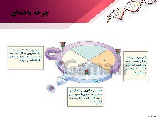 پاورپوینت تدریس زیست شناسی (2) یازدهم تجربی | فصل 6: تقسیم یاخته (گفتار 1: کروموزوم)- پیش نمایش