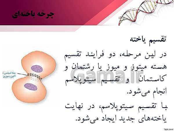 پاورپوینت تدریس زیست شناسی (2) یازدهم تجربی | فصل 6: تقسیم یاخته (گفتار 1: کروموزوم)- پیش نمایش