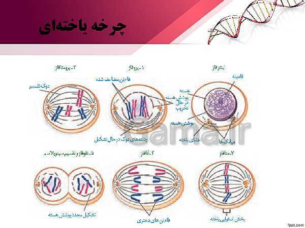 پاورپوینت تدریس زیست شناسی (2) یازدهم تجربی | فصل 6: تقسیم یاخته (گفتار 1: کروموزوم)- پیش نمایش