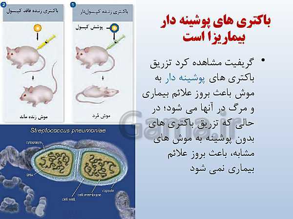 پاورپوینت زیست شناسی دوازدهم تجربی | فصل 1: مولکول‌های اطلاعاتی- پیش نمایش