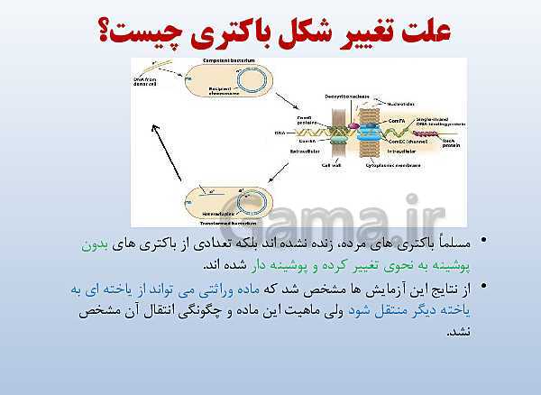 پاورپوینت زیست شناسی دوازدهم تجربی | فصل 1: مولکول‌های اطلاعاتی- پیش نمایش