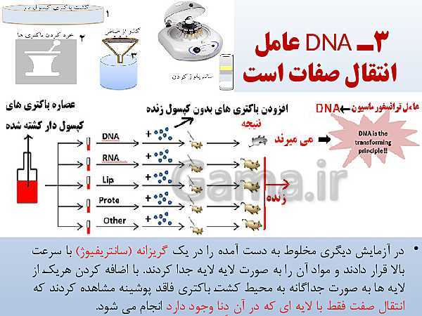 پاورپوینت زیست شناسی دوازدهم تجربی | فصل 1: مولکول‌های اطلاعاتی- پیش نمایش