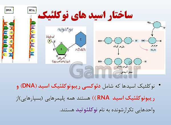 پاورپوینت زیست شناسی دوازدهم تجربی | فصل 1: مولکول‌های اطلاعاتی- پیش نمایش