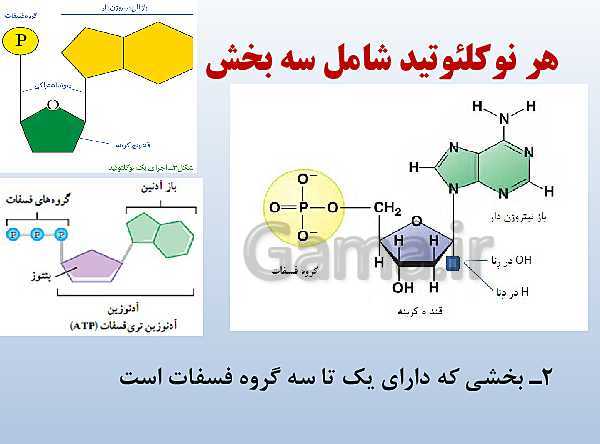 پاورپوینت زیست شناسی دوازدهم تجربی | فصل 1: مولکول‌های اطلاعاتی- پیش نمایش