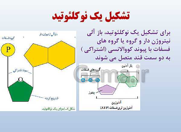 پاورپوینت زیست شناسی دوازدهم تجربی | فصل 1: مولکول‌های اطلاعاتی- پیش نمایش