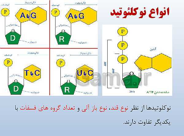 پاورپوینت زیست شناسی دوازدهم تجربی | فصل 1: مولکول‌های اطلاعاتی- پیش نمایش