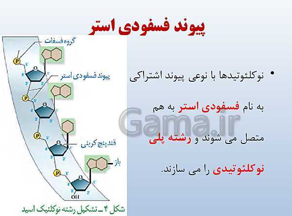 پاورپوینت زیست شناسی دوازدهم تجربی | فصل 1: مولکول‌های اطلاعاتی- پیش نمایش