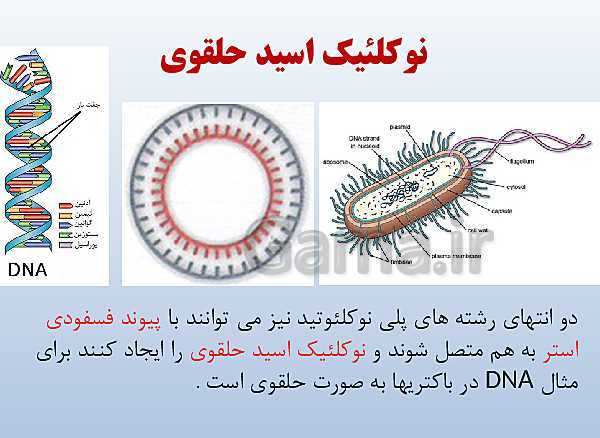 پاورپوینت زیست شناسی دوازدهم تجربی | فصل 1: مولکول‌های اطلاعاتی- پیش نمایش