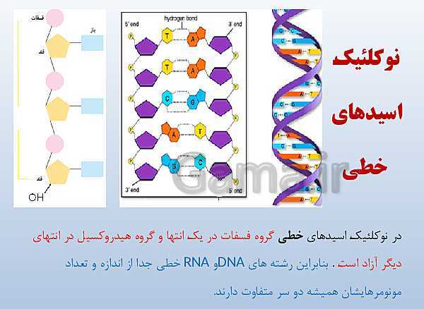 پاورپوینت زیست شناسی دوازدهم تجربی | فصل 1: مولکول‌های اطلاعاتی- پیش نمایش