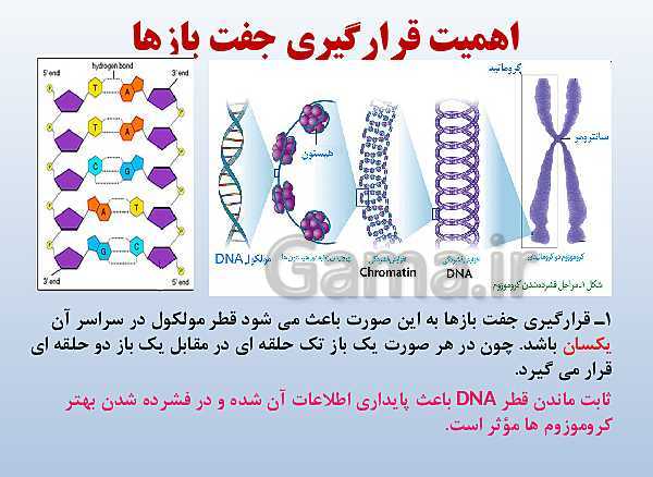 پاورپوینت زیست شناسی دوازدهم تجربی | فصل 1: مولکول‌های اطلاعاتی- پیش نمایش