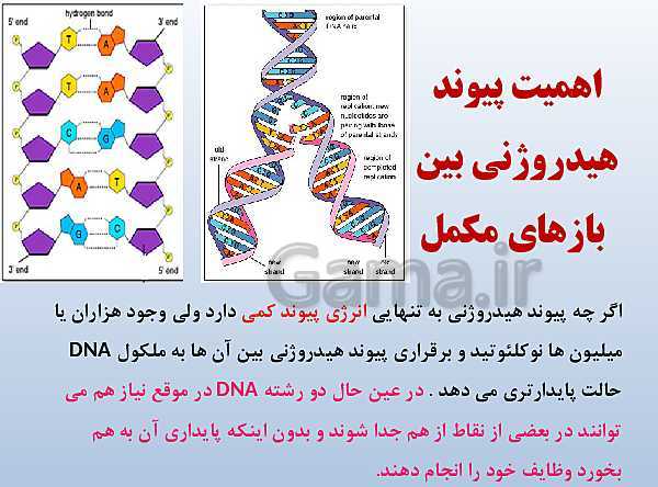 پاورپوینت زیست شناسی دوازدهم تجربی | فصل 1: مولکول‌های اطلاعاتی- پیش نمایش