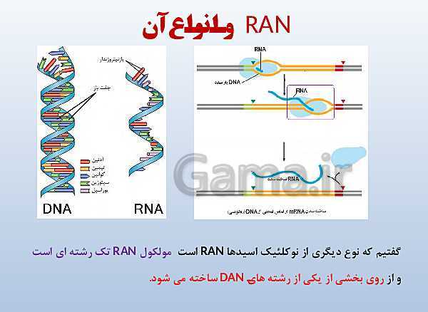 پاورپوینت زیست شناسی دوازدهم تجربی | فصل 1: مولکول‌های اطلاعاتی- پیش نمایش