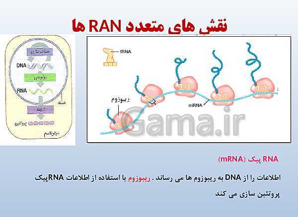 پاورپوینت زیست شناسی دوازدهم تجربی | فصل 1: مولکول‌های اطلاعاتی- پیش نمایش